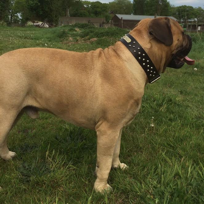 Gringo the bullmastiff wearing 2 inch bullmastiff collar