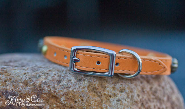 Small Pet Collar With Personalized Name Plate, Brass Spots, and Umbrella Spots