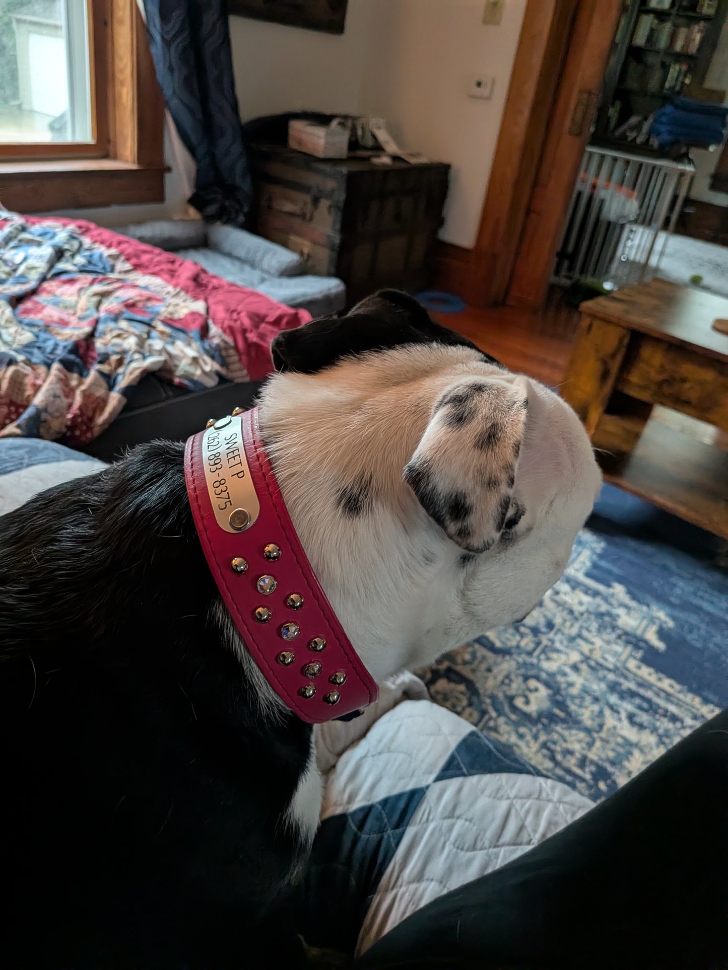 "Leather Crystal and Stud Dog Collar in Raspberry Pink with Silver Studs and AB Swarovski Crystals