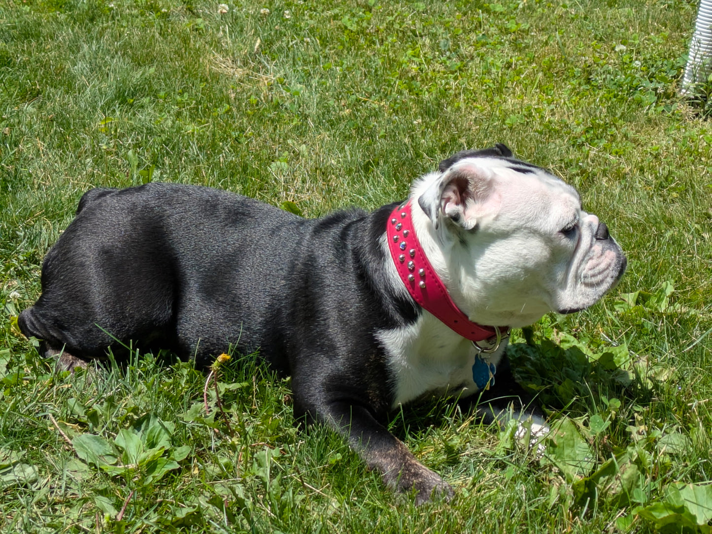 Dog wearing Pink Leather Dog Collar with Silver Studs and AB Swarovski Crystals 