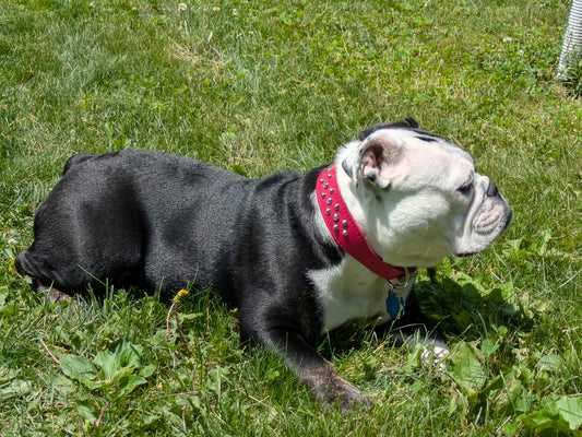 Dog wearing Pink Leather Dog Collar with Silver Studs and AB Swarovski Crystals 