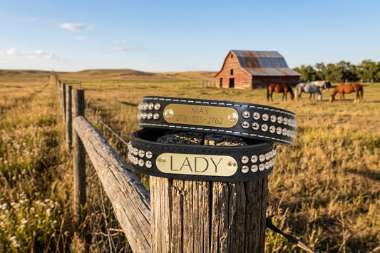 Personalized dome stud leather dog collars with engraved brass name plates on rustic fence post