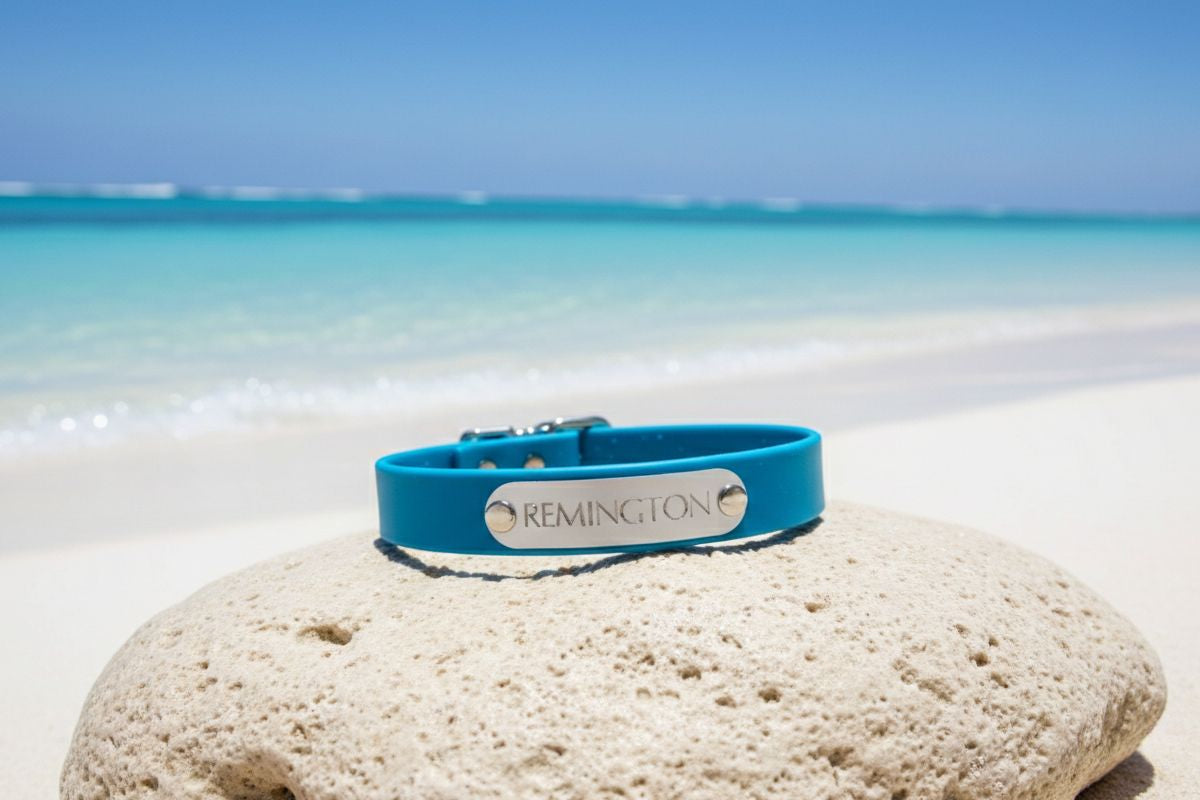 Blue Remington dog collar on a rock with a beach and ocean in the background