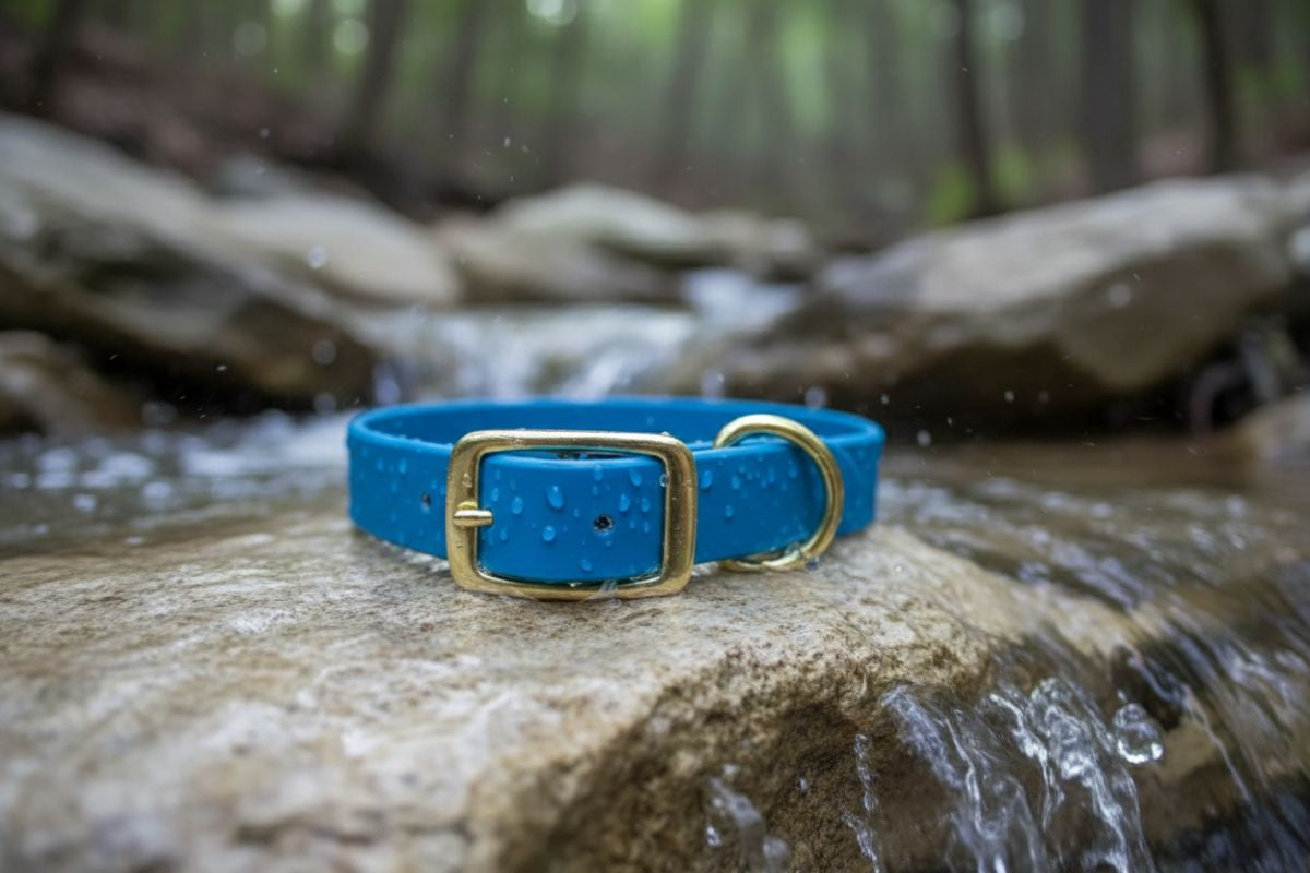 Blue dog collar with a gold buckle on a rock by a stream