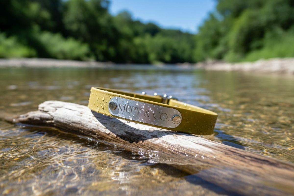 Close-up of engraved nameplate on Gold biothane collar