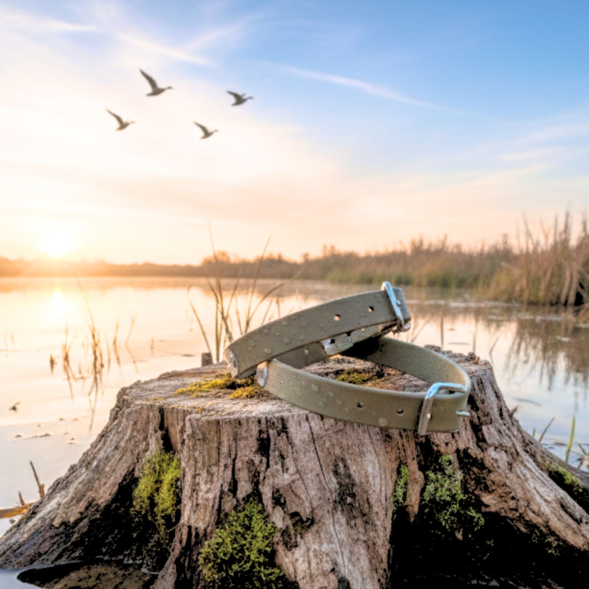 Dog collar on a tree stump with a lake and flying birds in the background