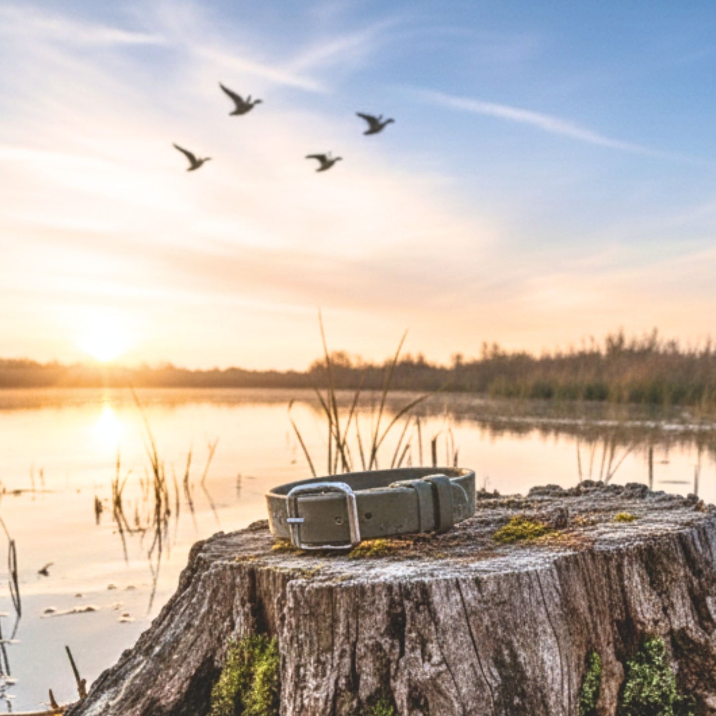 Dog collar on a tree stump with a sunset over a lake and birds in the sky.