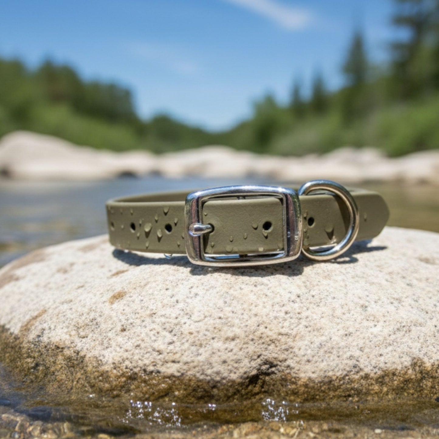Army Green dog collar with silver buckle on a rock by a water body