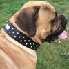 Gringo the bullmastiff wearing 2 inch bullmastiff collar