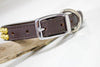 3/4 inch wide leather collar with brass cone studs and personalized name plate