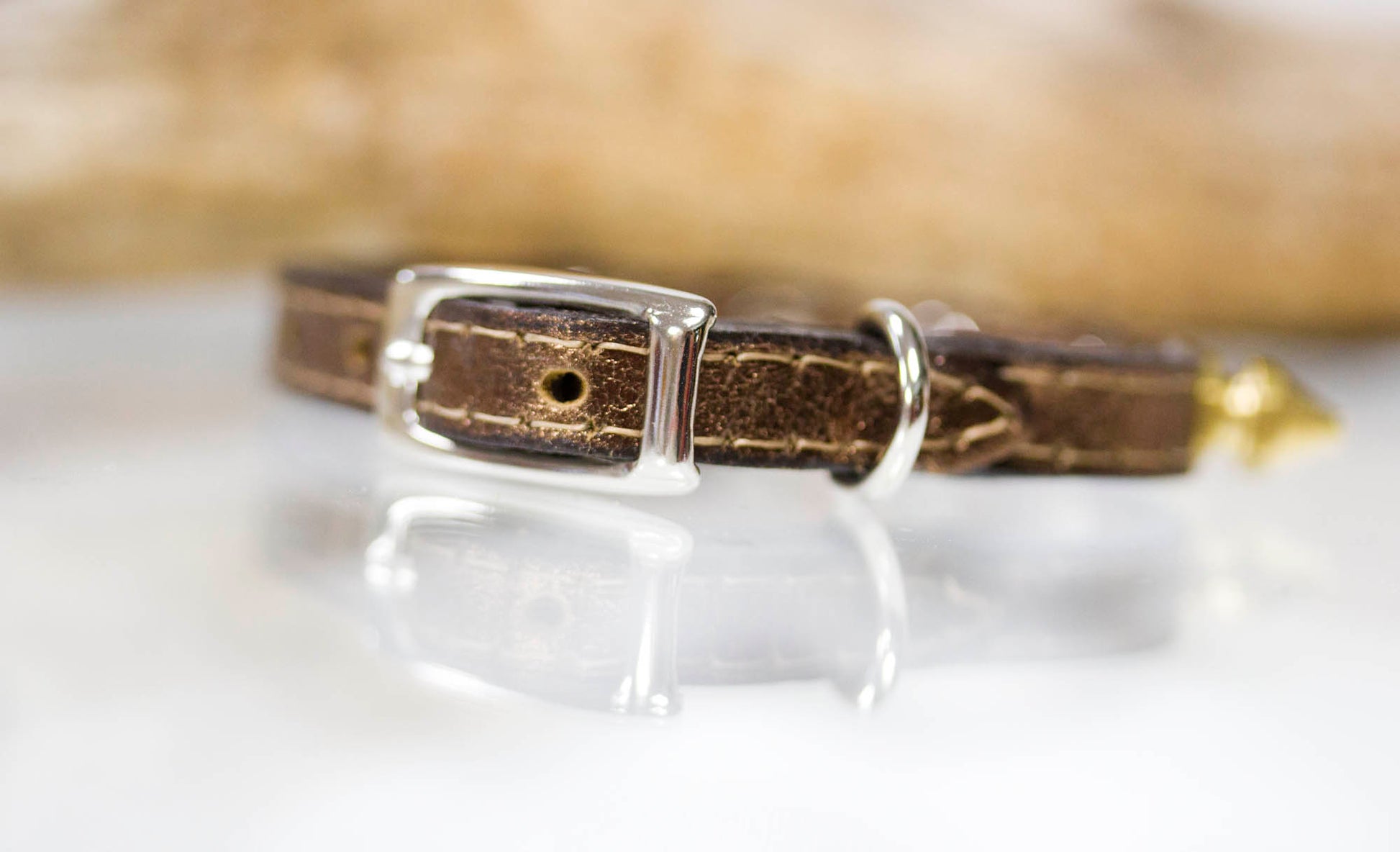 tiny collar with brass spikes