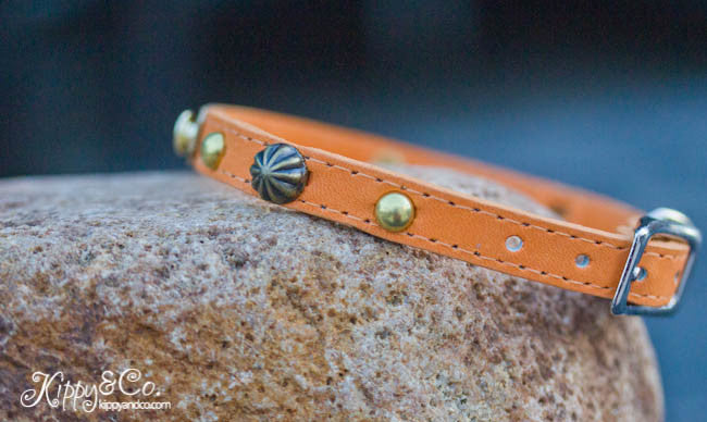 Small Pet Collar With Personalized Name Plate, Brass Spots, and Umbrella Spots