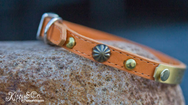 Small Pet Collar With Personalized Name Plate, Brass Spots, and Umbrella Spots
