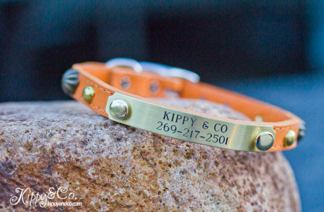 Small Pet Collar With Personalized Name Plate, Brass Spots, and Umbrella Spots