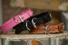 Studded Leather Collar With Enraved Brass or Silver Name Plate