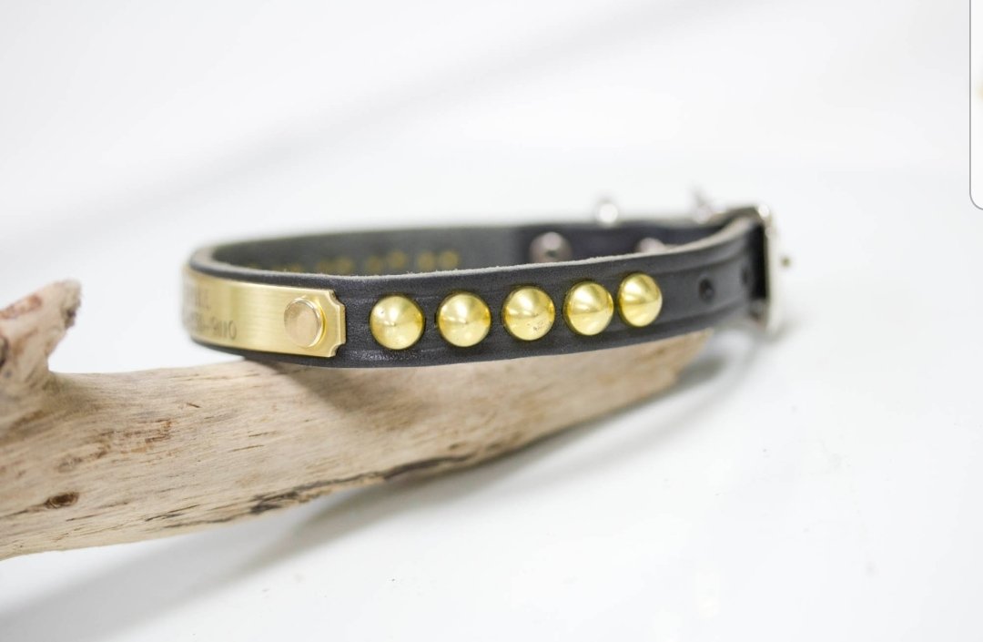 Small Leather Collar With Personalized Name Plate and Brass Cone Studs